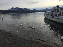 琉森女-卢塞恩湖