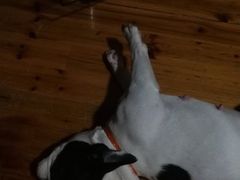 -爱侣宠医·鹦鹉专科·小型哺乳类·异宠专科(灵石路店)