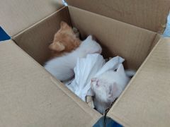 -纳吉亚猫专科动物诊疗中心(蒋宅口分院)
