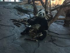 -泉州海丝野生动物世界