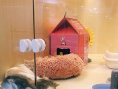 -momokira米努特·德文卷毛猫·棉花面纱犬