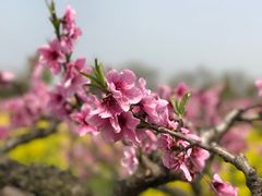 景点-南汇桃花村