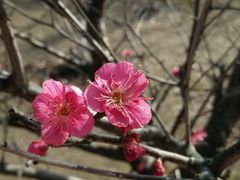 android_upload_pic-南通博物苑-崇川人民公园