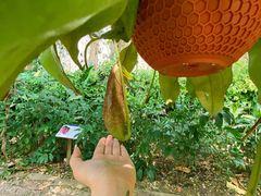-中国科学院西双版纳热带植物园