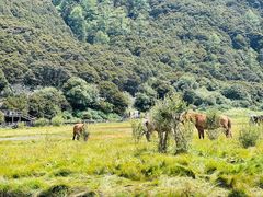 -稻城亚丁景区-冲古草甸
