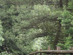 -武陵山森林公园