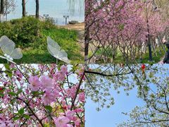 -金鸡湖桃花岛