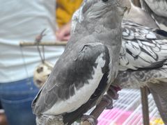 -三旗百汇商品城