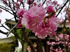 -西安青龙寺遗址景区