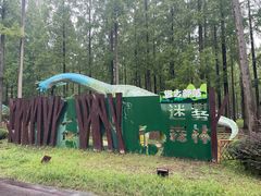 -黄海国家森林公园