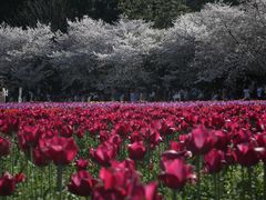 -苏州上方山国家森林公园