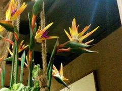 -云海肴·汽锅鸡·云南菜(天津国金汇店)