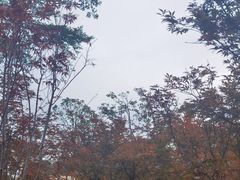 -广州市帽峰山景区