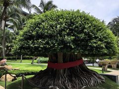 -海南清水湾莱佛士酒店