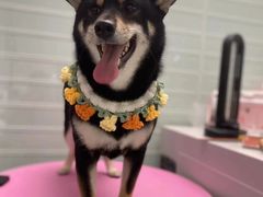 -FAELING PETS美天灵宠物(合生汇店)