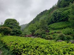 -桃花岭景区
