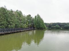 -海珠湖公园