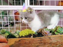 -70cat德文卷毛猫·缅因猫纯种猫舍