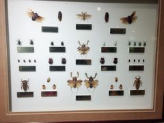 -上海昆虫博物馆