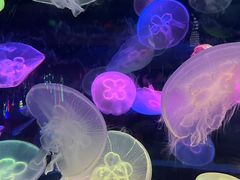 -太平洋海底世界