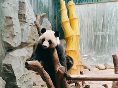 -广州长隆野生动物世界