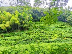 -灵隐飞来峰景区