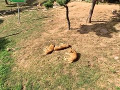 -西霞口神雕山野生动物世界