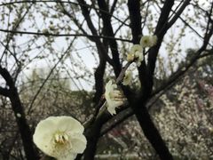 -香雪海