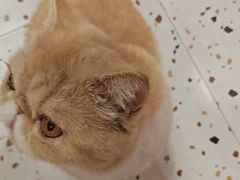-滚猫咖啡·猫咖·猫友好撸猫(未来城店)