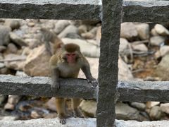 -姑婆山旅游区
