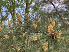 -鹫峰国家森林公园