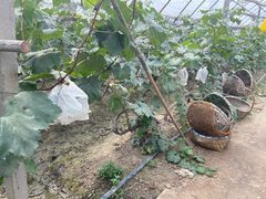 -马陆小张葡萄园农家乐