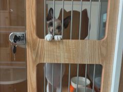 -山宅一喵德文卷毛猫舍
