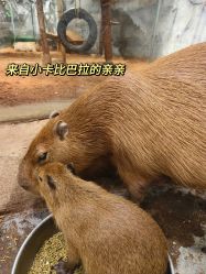-Zoolung Zoolung动物主题公园(海信广场店)