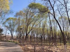 -大兴滨河森林公园