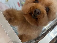 -翊宠yipet猫狗购宠庄园犬舍•猫舍