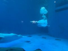 -海合安成都极地海洋公园