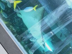 -悉尼海洋生物水族馆