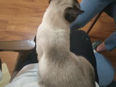 -猫爪屋猫咖(乐汇城店)