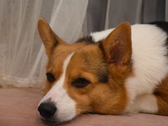 -浣熊柯尔鸭土拨鼠·电玩咖