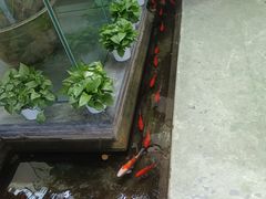 -旺顺阁鱼头泡饼(小红门店)