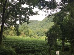 -中国茶叶博物馆(双峰馆区)