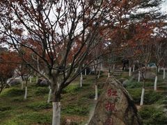 -广州市帽峰山景区