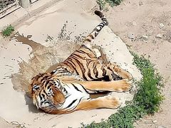 -新疆天山野生动物园
