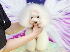 -鑫艺宠物美容培训学校