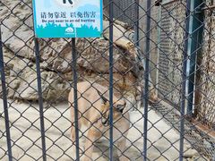 -大连森林动物园