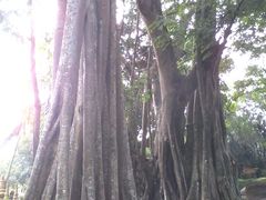 -瑞丽独树成林风景区