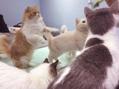-喵的天空名猫咖啡馆·撸猫·猫舍·用品