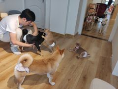 -柴犬小屋·柴餐厅·狗咖食堂(金鼎广场店)