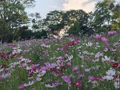 -广西壮族自治区药用植物园